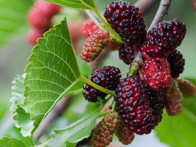 Шелковица купить саженцы из питомнике в Новокузнецке