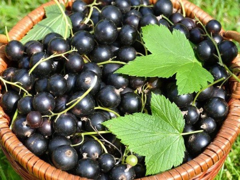 Смородина купить саженцы из питомника в Новокузнецке