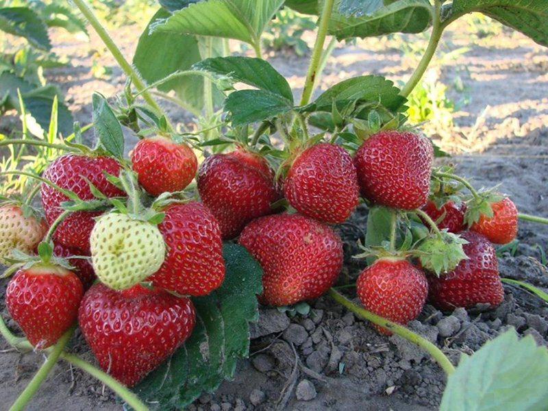Клубника купить саженцы из питомника в Новокузнецке