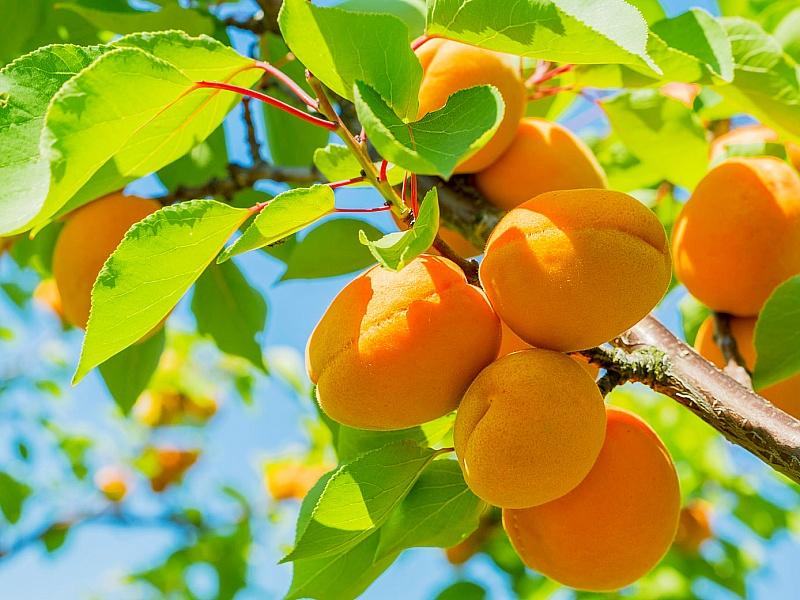 Абрикос купить саженцы из питомнике в Новокузнецке