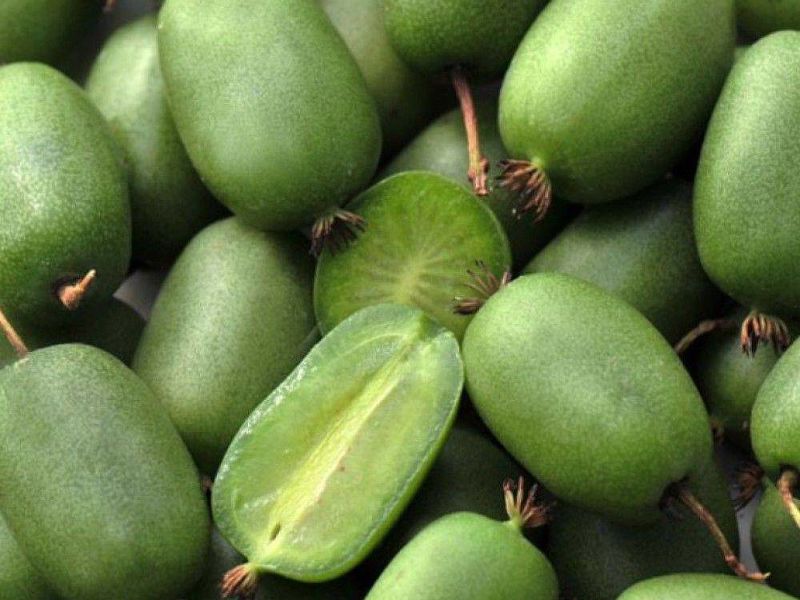 Актинидия купить саженцы из питомнике в Новокузнецке