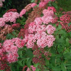 Спирея "БУМАЛЬДА" (стакан Р9)