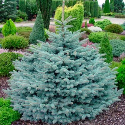 Ель "ГЛАУКА" (стакан Р9)