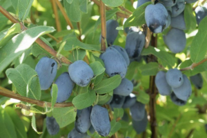 Жимолость "БОРЕАЛ БЬЮТИ"