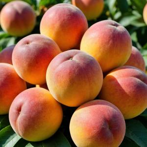 Персик "КРЕМЛЕВСКИЙ" (срок созревания - август)